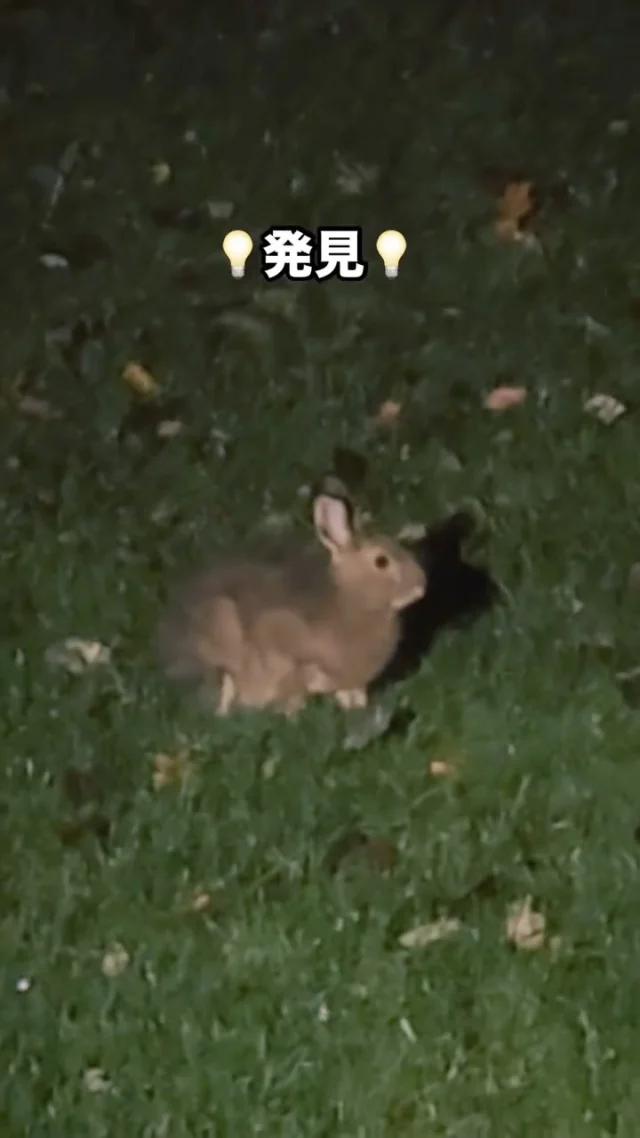 まだ突然、あられが降ることもありますが、

春です！

野うさぎ発見💡

◎◎◎◎◎◎

GAWは…

都心から電車や車で約2時間半でたどり着く八ヶ岳・原村。GAWは、この大自然の中で体験する“大人のためのボードゲーム空間”です。

▼▼▼▼▼▼▼

公式ホームページは、

https://bgr-gaw.com/

⚫︎ご予約受付中！
※ホームページ内の「料金・ご予約」ページよりお申し込みください。

▲▲▲▲▲▲▲

#gaw 
#educationgames 
#cardgame 
#boardgames
#boardgamer 
#analoggames 
#eurogames 
#resort 
#spie 
#bgg 
#八ヶ岳 
#原村 
#社内研修 
#社員研修 
#ボドゲ 
#ボードゲーム 
#アナログゲーム 
#カードゲーム 
#アナログゲームマスター
#あだちのyeah 
#うさき