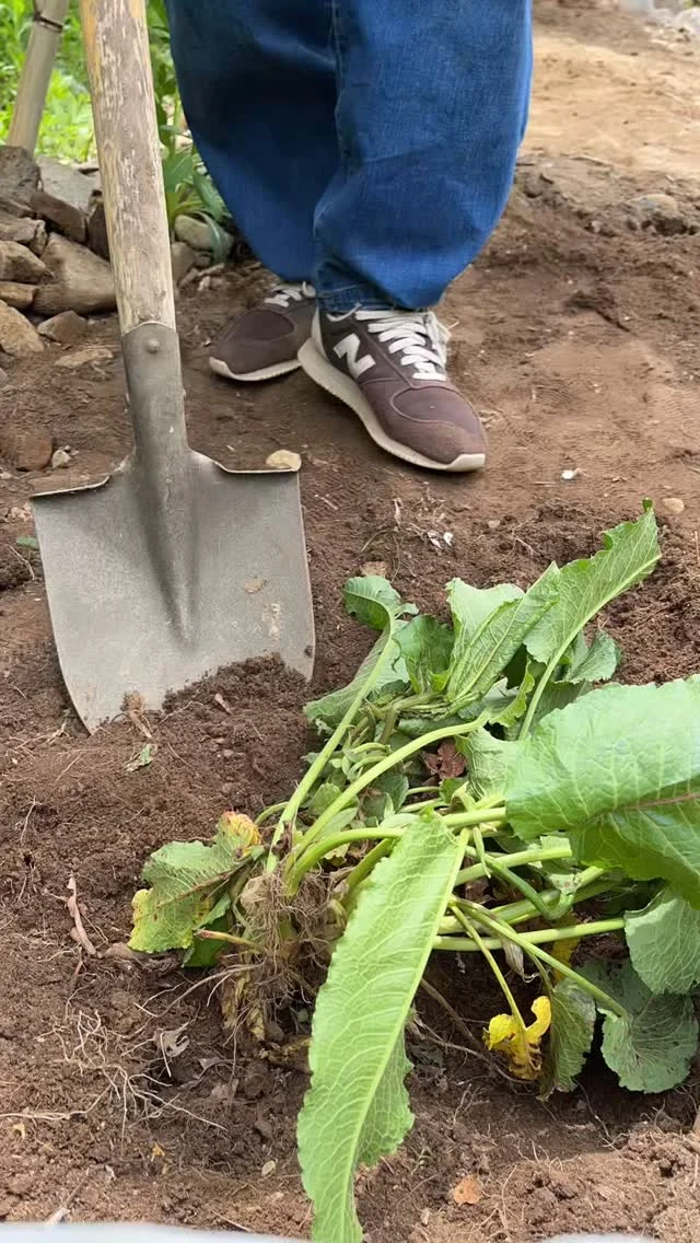 GAWの植栽シリーズ、続きです！

植栽シリーズ続きます！

なにせ短い季節なので、どんどんやりますよ！

お庭にイワミツバを植えるために、
繁殖力が強力のギシギシと格闘しました。

葉っぱだけ刈り取ってもすぐに出てくるギシギシ。
根っこから抜くのです！

◎◎◎◎◎◎

GAWは…

都心から電車や車で約2時間半でたどり着く八ヶ岳・原村。GAWは、この大自然の中で体験する“大人のためのボードゲーム空間”です。

▼▼▼▼▼▼▼

公式ホームページは、

https://bgr-gaw.com/

⚫︎ご予約受付中！
※ホームページ内の「料金・ご予約」ページよりお申し込みください。

▲▲▲▲▲▲▲

#gaw 
#educationgames 
#cardgame 
#boardgames
#boardgamer 
#analoggames 
#eurogames 
#resort 
#spie 
#bgg 
#八ヶ岳 
#原村 
#社内研修 
#社員研修 
#ボドゲ 
#ボードゲーム 
#アナログゲーム 
#カードゲーム 
#アナログゲームマスター
#あだちのyeah