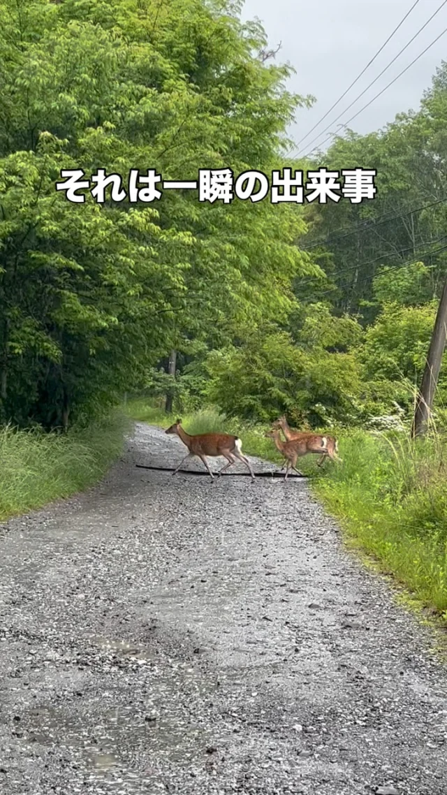 雨と鹿

GAWへの細道にも鹿と遭遇することがあります！

◎◎◎◎◎◎

GAWは…

都心から電車や車で約2時間半でたどり着く八ヶ岳・原村。GAWは、この大自然の中で体験する“大人のためのボードゲーム空間”です。

▼▼▼▼▼▼▼

公式ホームページは、

https://bgr-gaw.com/

⚫︎ご予約受付中！
※ホームページ内の「料金・ご予約」ページよりお申し込みください。

▲▲▲▲▲▲▲

#gaw 
#educationgames 
#cardgame 
#boardgames
#boardgamer 
#analoggames 
#eurogames 
#resort 
#spie 
#bgg 
#八ヶ岳 
#原村 
#社内研修 
#社員研修 
#ボドゲ 
#ボードゲーム 
#アナログゲーム 
#カードゲーム 
#アナログゲームマスター
#あだちのyeah 
#鹿