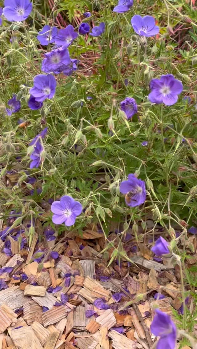 GAWガーデンにお花の季節到来です！

可愛い地蜂たちが蜜を吸いに

来てくれています🎵

◎◎◎◎◎◎

GAWは…

都心から電車や車で約2時間半でたどり着く八ヶ岳・原村。GAWは、この大自然の中で体験する“大人のためのボードゲーム空間”です。

▼▼▼▼▼▼▼

公式ホームページは、

https://bgr-gaw.com/

⚫︎ご予約受付中！
※ホームページ内の「料金・ご予約」ページよりお申し込みください。

▲▲▲▲▲▲▲

#gaw 
#educationgames 
#cardgame 
#boardgames
#boardgamer 
#analoggames 
#eurogames 
#resort 
#spie 
#bgg 
#八ヶ岳 
#原村 
#社内研修 
#社員研修 
#ボドゲ 
#ボードゲーム 
#アナログゲーム 
#カードゲーム 
#アナログゲームマスター
#あだちのyeah 
#蜂