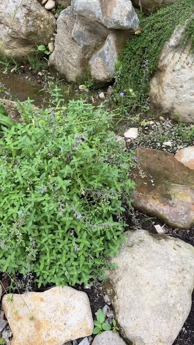 GAWに秋がやってきました!
音、わかりますか?
鈴虫が鳴いています。
冬まであっという間ですが、しばし素晴らしい紅葉が
やってきますよー!!
 
◎◎◎◎◎◎
GAWは…
都心から電車や車で約2時間半でたどり着く八ヶ岳・原村。GAWは、この大自然の中で体験する“大人のためのボードゲーム空間”です。
▼▼▼▼▼▼▼
公式ホームページは、
https://bgr-gaw.com/
⚫︎ご予約受付中!
※ホームページ内の「料金・ご予約」ページよりお申し込みください。
▲▲▲▲▲▲▲
#gaw 
#educationgames 
#cardgame 
#boardgames
#boardgamer 
#analoggames 
#eurogames 
#resort 
#spie 
#bgg 
#八ヶ岳 
#原村 
#社内研修 
#社員研修 
#ボドゲ 
#ボードゲーム 
#アナログゲーム 
#カードゲーム 
#アナログゲームマスター
#あだちのyeah