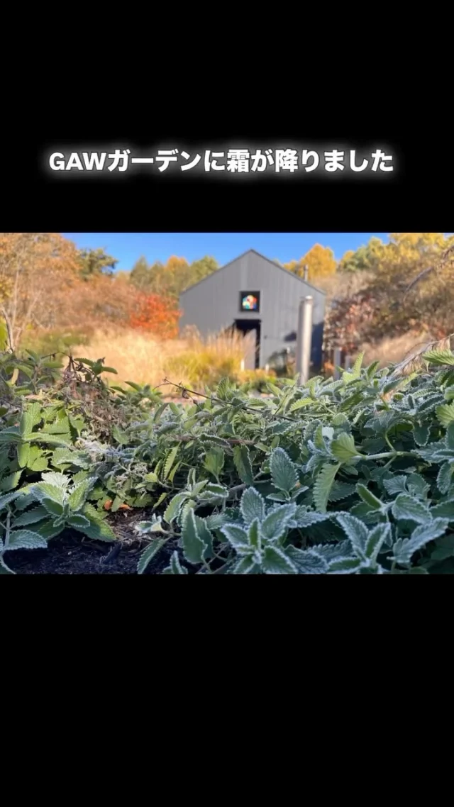 GAWの庭に霜が降りました！

11月初旬には珍しいですが、さすが原村。
一気に寒くなってきました。

ここからは薪ストーブが活躍する季節です！

 
◎◎◎◎◎◎

GAWは…

都心から電車や車で約2時間半でたどり着く八ヶ岳・原村。GAWは、この大自然の中で体験する“大人のためのボードゲーム空間”です。

▼▼▼▼▼▼▼

公式ホームページは、

https://bgr-gaw.com/

⚫︎ご予約受付中！
※ホームページ内の「料金・ご予約」ページよりお申し込みください。

▲▲▲▲▲▲▲

#gaw 
#educationgames 
#cardgame 
#boardgames
#boardgamer 
#analoggames 
#eurogames 
#resort 
#spie 
#bgg 
#八ヶ岳 
#原村 
#社内研修 
#社員研修 
#ボドゲ 
#ボードゲーム 
#アナログゲーム 
#カードゲーム 
#アナログゲームマスター
#あだちのyeah 
#garden